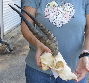 C-Grade African Impala Skull with 14 inch Horns for sale $55