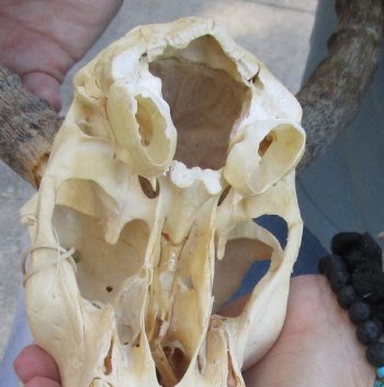 C-Grade African Impala Skull with 14 inch Horns for sale $55