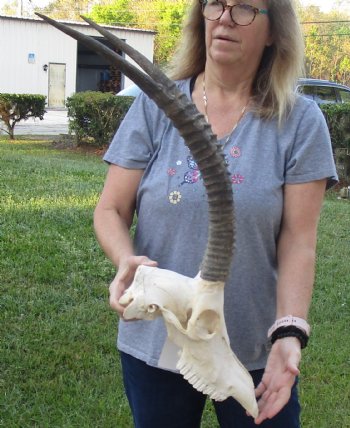 B-Grade Female Sable Skull with 25 inch Horns - $160