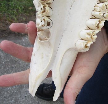 B-Grade Female Sable Skull with 25 inch Horns - $160