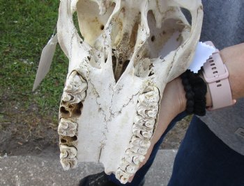 C-Grade Female Sable Skull with 26 and 27 inch Horns - $140