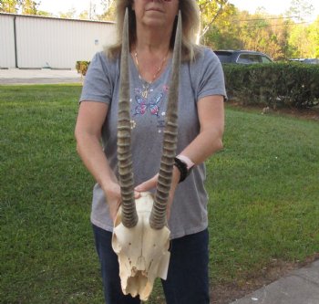 B-Grade Female Sable Skull with 27 inch Horns - $165