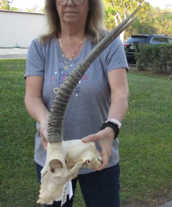 C-Grade Female Sable Skull with 26 inch Horns - $140