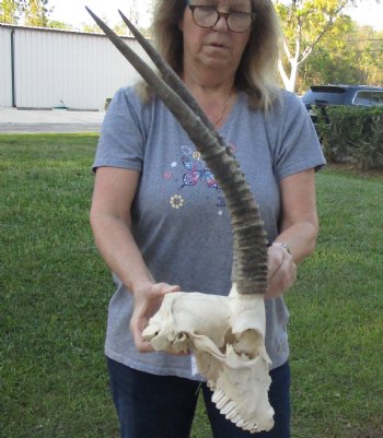 C-Grade Female Sable Skull with 26 inch Horns - $140