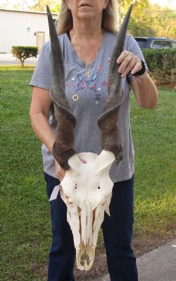 B-Grade African Female Eland skull with 29 inch horns - $170