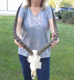 Real African Impala Skull with 24 inch Horns, buy this one for - $95