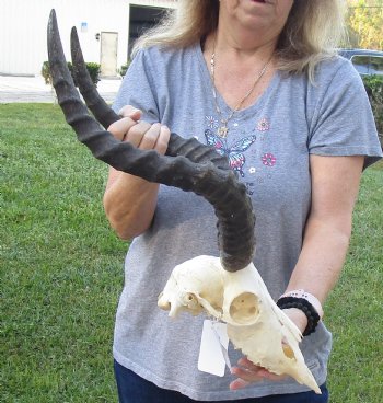 Authentic African Impala Skull with 20 inch Horns, buy this one for - $95