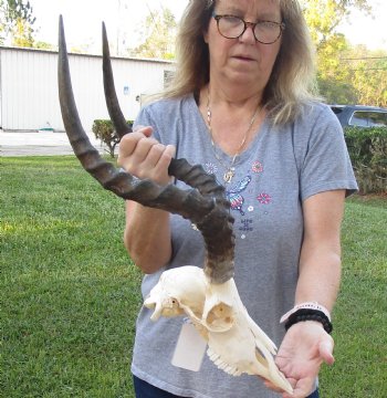 Real African Impala Skull with 21 inch Horns, buy this one for - $95