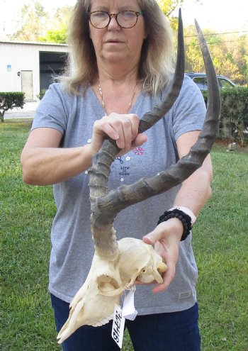 Genuine African Impala Skull with 23 inch Horns, buy this one for - $95