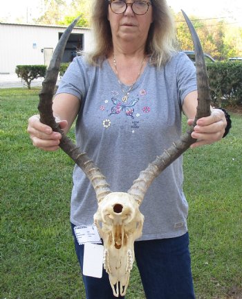 Genuine African Impala Skull with 23 inch Horns, buy this one for - $95