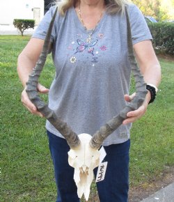C-Grade African Impala Skull with 22 and 23 inch Horns, buy this one for - $55
