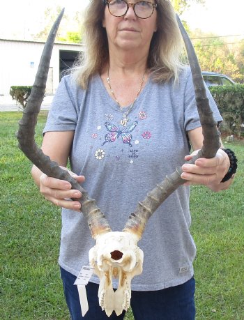 C-Grade African Impala Skull with 22 and 23 inch Horns, buy this one for - $55