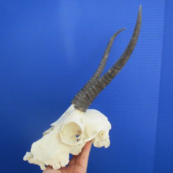 B-Grade 8" to 9" Horns on Female Springbok Skull - $39