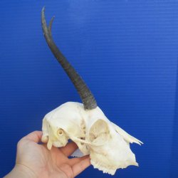 B-Grade 6" to 7" Horns on Female Springbok Skull - $39