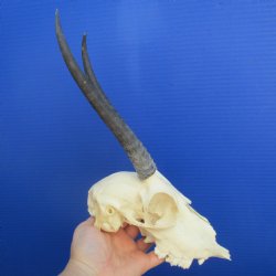 B-Grade 8" to 9" Horns on Female Springbok Skull - $39