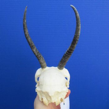 B-Grade 6" to 7" Horns on Female Springbok Skull - $39