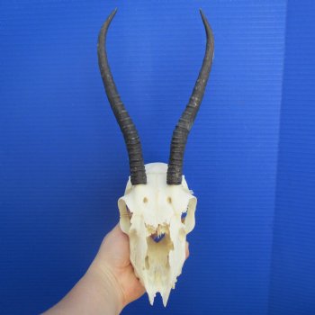 B-Grade 8" to 9" Horns on Female Springbok Skull - $39