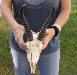 B-Grade African Male Springbok Skull with 7 to 8 inch horns, buy for $45