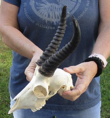 B-Grade African Male Springbok Skull with 7 to 8 inch horns, buy for $45