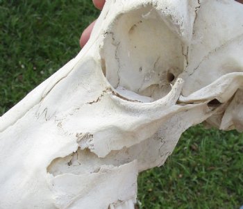 B-Grade Blesbok Skull with 13" to 14" Horns buy now for - $65