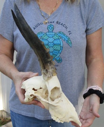 B-Grade Blesbok Skull with 10" to 11" Horns buy now for - $65