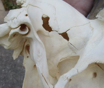 B-Grade Blesbok Skull with 10" to 11" Horns buy now for - $65