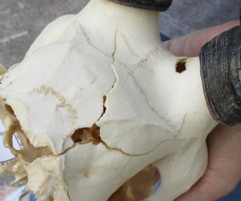 B-Grade Blesbok Skull with 13" to 14" Horns buy now for - $65