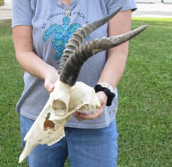 B-Grade Blesbok Skull with 11" to 12" Horns buy now for - $65