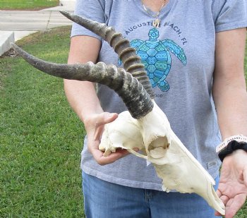 B-Grade Blesbok Skull with 11" to 12" Horns buy now for - $65