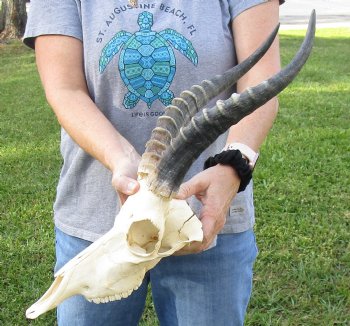 B-Grade Blesbok Skull with 12" to 13" Horns available for sale - $65
