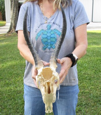 B-Grade Blesbok Skull with 12" to 13" Horns available for sale - $65
