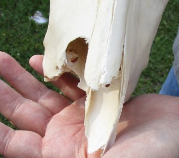 B-Grade Blesbok Skull with 13" to 14" Horns buy now for - $60