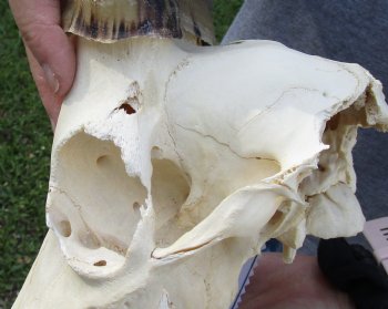 B-Grade Blesbok Skull with 13" to 14" Horns buy now for - $60