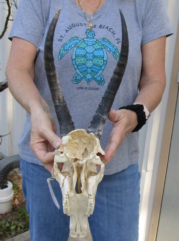 B-Grade Blesbok Skull with 11" to 12" Horns for sale - $65
