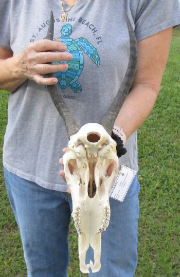 B-Grade Blesbok Skull with 12" to 13" Horns buy now for - $65