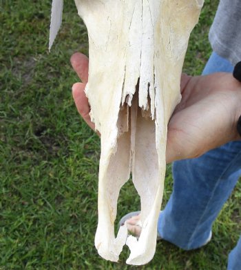B-Grade Blesbok Skull with 12" to 13" Horns buy now for - $65