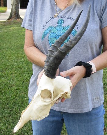 B-Grade Blesbok Skull with 11" to 12" Horns for sale - $65