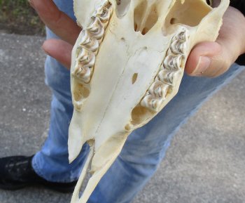 B-Grade African Male Springbok Skull with 9 to 10 inch horns, buy for $45
