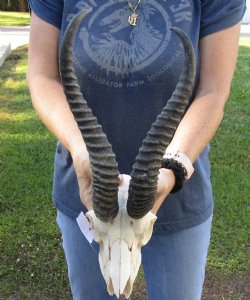 B-Grade African Male Springbok Skull with 11 to 12 inch horns, buy for $45