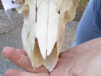 B-Grade African Male Springbok Skull with 11 to 12 inch horns, buy for $45