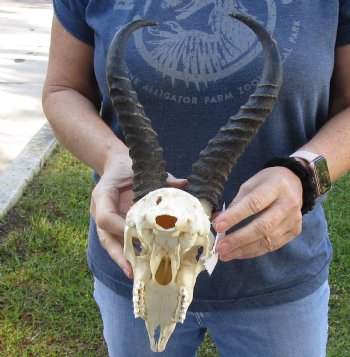 B-Grade African Male Springbok Skull with 10 to 11 inch horns, buy for $45