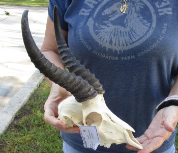 B-Grade African Male Springbok Skull with 10 to 11 inch horns, buy for $45