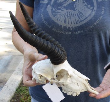 B-Grade African Male Springbok Skull with 9 to 10 inch horns, buy for $45
