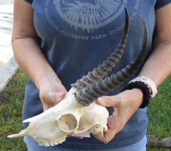 B-Grade African Male Springbok Skull with 9 to 10 inch horns for sale $45