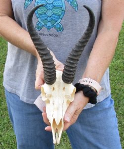 B-Grade African Male Springbok Skull with 10 inch horns, buy for $45