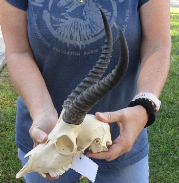 African Male Springbok Skull with 9 to 10 inch horns for sale $65