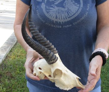 African Male Springbok Skull with 9 to 10 inch horns for sale $65