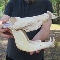 13" African Warthog Skull with 3" Ivory Tusks - $90