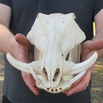 13" African Warthog Skull with 3" Ivory Tusks - $90