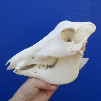 9" African Warthog Skull with 2" Ivory Tusks - $80